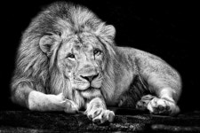Lion Computer Wallpapers, Desktop Backgrounds | 1920x1280 | ID:400073