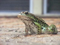 ID:403004 - Wallpaper Abyss  Frog 4k Ultra HD Wallpaper | Background Image | 4000x3000 | ID:403004