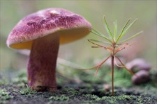 ID:412007 - Wallpaper Abyss  Mushroom HD Wallpaper | Background Image | 3600x2400 | ID:412007