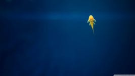 fish Computer Wallpapers, Desktop Backgrounds | 1366x768 | ID:495138