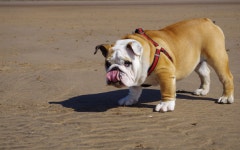 bulldog Computer Wallpapers, Desktop Backgrounds | 2560x1600 | ID:500047