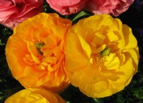 ID:700057 - Wallpaper Abyss  Yellow Ranunculus HD Wallpaper | Background Image | 3000x2160 | ID:700057