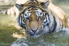 ID:700098 - Wallpaper Abyss  Tiger 4k Ultra HD Wallpaper | Background Image | 4791x3194 | ID:700098