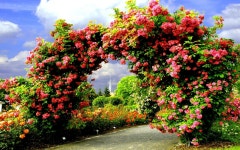 ID:700149 - Wallpaper Abyss  Arch of Roses HD Wallpaper | Background Image | 2560x1600 | ID:700149