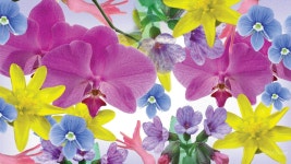 Colorful Flowers Full HD Wallpaper and Background | 1920x1080 | ID:700162