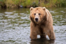 Kodiak brown bear Full HD Wallpaper and Background Image | 2200x1466 | ID:727256
