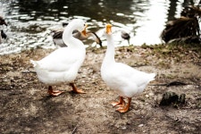 Duck 5k Retina Ultra HD Wallpaper | Background Image | 5184x3456 | ID:746318 - Wallpaper Abyss  Duck 5k Retina Ultra HD Wallpaper... 