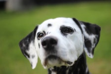 Dalmatian 5k Retina Ultra HD Wallpaper | Background Image | 5184x3456 | ID:748067 - Wallpaper Abyss  Dalmatian 5k Retina Ultra HD... 