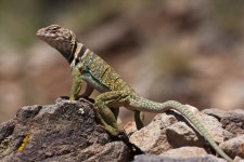 Common collared lizard or Eastern Collared Lizard 电脑壁纸，桌面背景 | 2000x1333 | ID:780107