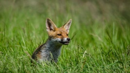 Fox Computer Wallpapers, Desktop Backgrounds | 2560x1440 | ID:780041