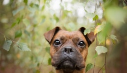 Boxer HD Wallpaper | Background Image | 1920x1112 | ID:780047... Boxer HD Wallpaper | Background Image | 1920x1112 | ID:780047