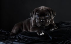 Cane Corso HD Wallpaper | Background Image | 1920x1200 | ID:855615 - Wallpaper Abyss  Cane Corso HD Wallpaper | Background Image... 