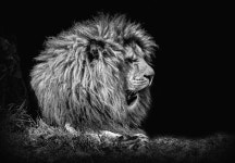 Lion HD Wallpaper | Background Image | 2048x1419 | ID:863019... Abyss  Lion HD Wallpaper | Background Image | 2048x1419 | ID:863019