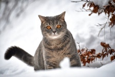 Cat HD Wallpaper | Background Image | 2048x1363 | ID:899439 - Wallpaper Abyss  Cat HD Wallpaper | Background Image | 2048x1363... 