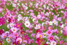 Cosmos HD Wallpaper | Background Image | 1920x1280 | ID:942486 - Wallpaper Abyss  Cosmos HD Wallpaper | Background Image... 