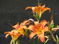 Lily HD Wallpaper | Background Image | 1920x1440 | ID:961002... Abyss  Lily HD Wallpaper | Background Image | 1920x1440 | ID:961002