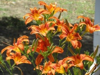 Lily HD Wallpaper | Background Image | 1920x1440 | ID:961004... Abyss  Lily HD Wallpaper | Background Image | 1920x1440 | ID:961004