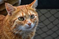 Cat HD Wallpaper | Background Image | 1920x1276 | ID:975039 - Wallpaper Abyss  Cat HD Wallpaper | Background Image | 1920x1276... 