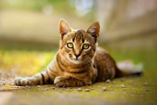 Cat HD Wallpaper | Background Image | 2048x1365 | ID:992984 - Wallpaper Abyss  Cat HD Wallpaper | Background Image | 2048x1365... 