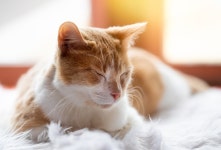 Cat HD Wallpaper | Background Image | 2048x1391 | ID:1009510 - Wallpaper Abyss  Cat HD Wallpaper | Background Image | 2048x1391...