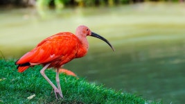 Ibis 4k Ultra HD Wallpaper | Background Image | 3840x2160 | ID:1103542 - Wallpaper Abyss  Ibis 4k Ultra HD Wallpaper | Background... 