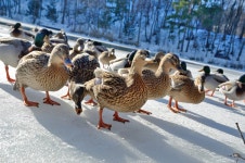 Duck 4k Ultra HD Wallpaper | Background Image | 4928x3264 | ID:1116750 - Wallpaper Abyss  Duck 4k Ultra HD Wallpaper | Background... 