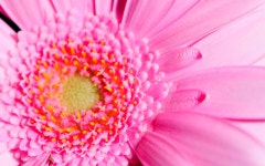 Flower HD Wallpaper | Background Image | 1920x1200 | ID:323006... Flower HD Wallpaper | Background Image | 1920x1200 | ID:323006