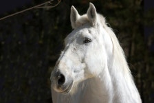 big white horse Computer Wallpapers, Desktop Backgrounds | 2400x1607 | ID:325021