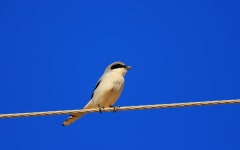 Butcherbird Computer Wallpapers, Desktop Backgrounds | 1920x1200 | ID:370008