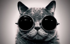 Cat Computer Wallpapers, Desktop Backgrounds | 1920x1200 | ID:370097
