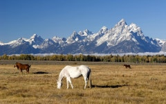 Horse HD Wallpaper | Background Image | 1920x1200 | ID:370105... Horse HD Wallpaper | Background Image | 1920x1200 | ID:370105