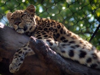 Leopard HD Wallpaper | Background Image | 2048x1536 | ID:400083... Leopard HD Wallpaper | Background Image | 2048x1536 | ID:400083