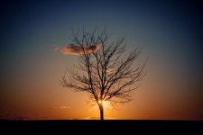 Tree Computer Wallpapers, Desktop Backgrounds | 2048x1365 | ID:401017