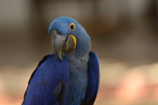 ID:412004 - Wallpaper Abyss  Hyacinth Macaw HD Wallpaper | Background Image | 2048x1363 | ID:412004