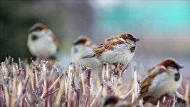 Sparrow HD Wallpaper | Background Image | 2800x1575 | ID:412006... Sparrow HD Wallpaper | Background Image | 2800x1575 | ID:412006