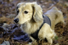 Dog HD Wallpaper | Background Image | 1920x1280 | ID:426543 - Wallpaper Abyss  Dog HD Wallpaper | Background Image | 1920x1280... 