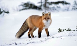 Orange Fox Wallpaper and Background Image | 1280x768 | ID:448441