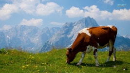 Cow Wallpaper and Background Image | 1366x768 | ID:479452 - Wallpaper Abyss  Cow Wallpaper and Background Image | 1366x768 | ID... 