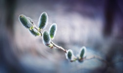 Branch 4k Ultra HD Wallpaper | Background Image | 3872x2306 | ID:686873 - Wallpaper Abyss  Branch 4k Ultra HD Wallpaper... 
