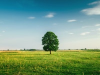 Tree 4k Ultra HD Wallpaper | Background Image | 4608x3456 | ID:695864 - Wallpaper Abyss  Tree 4k Ultra HD Wallpaper | Background... 