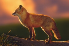 Fox HD Wallpaper | Background Image | 2048x1365 | ID:710398 - Wallpaper Abyss  Fox HD Wallpaper | Background Image | 2048x1365... 