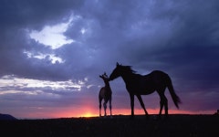 A Mothers Love Full HD Bakgrund and Bakgrund | 1920x1200 | ID:759606