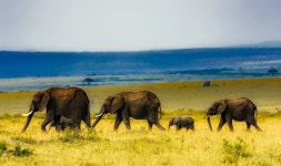 Elephants in the African Savannah Full HD Wallpaper and Background Image | 2200x1305 | ID:780111