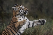 Tiger HD Wallpaper | Background Image | 2048x1365 | ID:780030... Tiger HD Wallpaper | Background Image | 2048x1365 | ID:780030