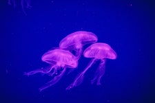 ID:815001 - Wallpaper Abyss  Jellyfish 4k Ultra HD Wallpaper | Background Image | 4592x3056 | ID:815001