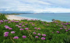 ID:878002 - Wallpaper Abyss  Flowers on Australian Beach HD Wallpaper | Background Image | 1920x1200 | ID:878002