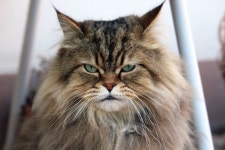 Cat Full HD Wallpaper and Background | 2048x1365 | ID:880954