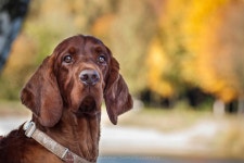 Dog Full HD Wallpaper and Background | 2048x1365 | ID:894330