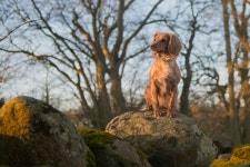 Dog Full HD Wallpaper and Background | 2048x1367 | ID:895001