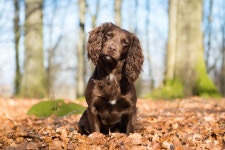 Dog Full HD Wallpaper and Background | 2048x1367 | ID:895002